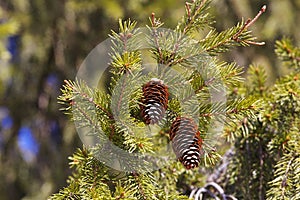 Pine tree branch with fresh cones