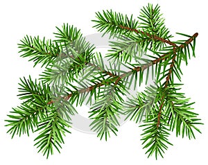 Pine tree branch. Green fluffy pine branch