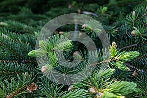 Pine tree branch with green needles and brown cones - close up and blurred background