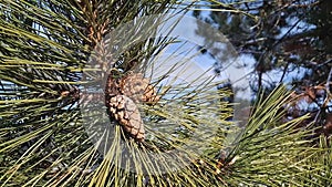 Pine tree branch with green needles and cones covered with snow swaying in the wind. Winter season in the coniferous woods