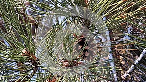 Pine tree branch with green needles and cones covered with snow swaying in the wind. Winter season in the coniferous woods