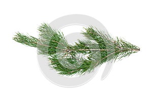 Pine tree branch.