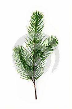 Pine tree branch and green stem. Generative AI
