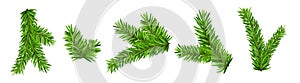 Pine tree branch isolated fir vector decoration xmas green background evergreen transparent spruce