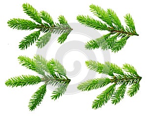 Pine tree branch