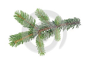 Pine tree branch isolated on white background. Evergreen tree branch
