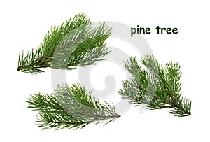 pine tree branch isolated on white background without shadow