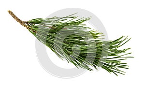 pine tree branch isolated on white background without shadow