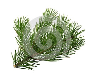 Pine tree branch isolated on white background without shadow clipping path