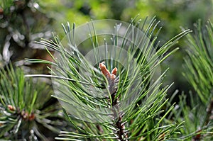 Pine tree branch with long needles and a buds with a drop of resin closeup. Coniferous tree background