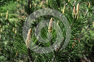 Pine tree branch with long needles and young cones. Natural green coniferous background