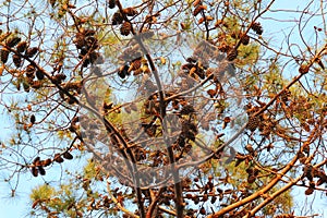 Pine tree branch with many pine cones