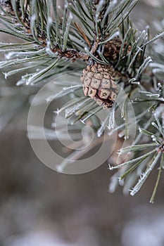 Pine tree branch with needles and cone on a freezing winter day