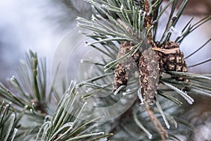 Pine tree branch with needles and cone on a freezing winter day