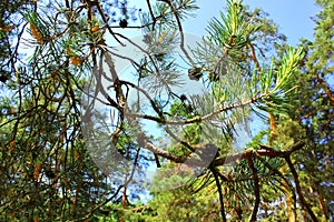 Pine tree branch with needles and cones in the coniferous forest