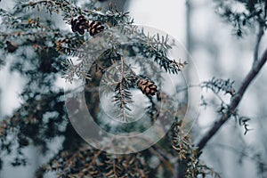 Pine tree branch with pine cone on moody day