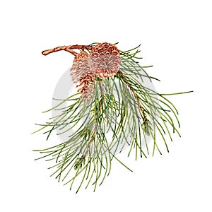Pine tree branch with pine cones. Botanical fir design element. Hand drawn watercolor illustration isolated on white background.