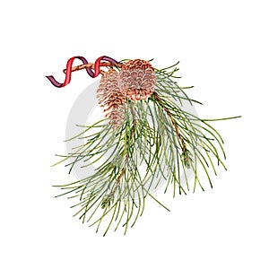 Pine tree branch with pine cones and silk ribbon. Botanical design element. Hand drawn watercolor illustration isolated on white