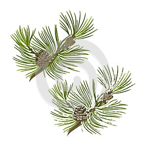 Pine tree branch with pine cones with snow vector