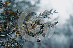 Pine tree branch with pine cones in winter