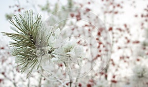 Pine tree branch on rowan tree background. Seasonally Christmass winter background concept. Close-up photo.