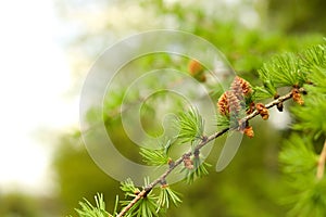 Pine tree branch with small cones against blurred background, closeup and space for text. Spring season