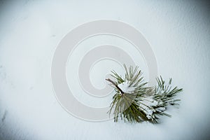 Pine tree branch on Snow