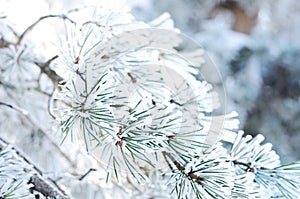 Pine tree branch with snow, winter background