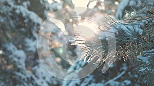 Pine tree branch sunlight glare winter landscape during sunset. winter pine the sun forest in the snow sunlight movement