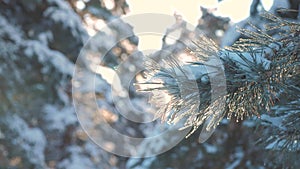 Pine tree branch sunlight glare winter landscape during sunset. winter pine the sun forest in the snow sunlight movement