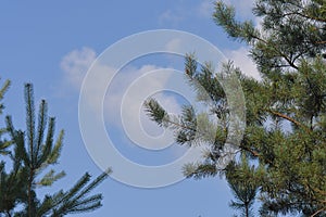 Pine tree branch in sunny summer day