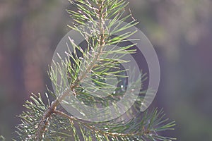 Pine tree branch in sunny summer day