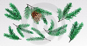 Pine tree branch, xmas fir. Green winter spruce with cone, plant with needles wood ornament, new year nature forest