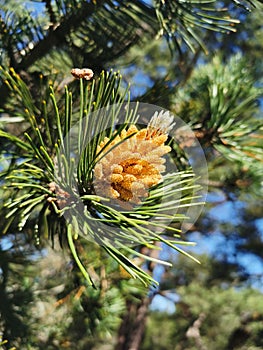 Pine tree branch with yellow cones and buds close-up