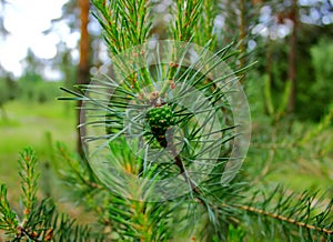 Pine tree branch with young green cone in the coniferous forest.