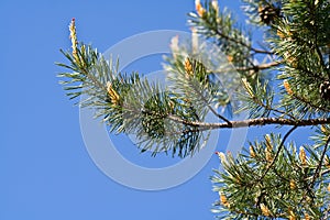 Pine tree branches