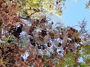 Pine tree branches with abundant pinecones