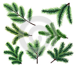 Pine tree branches. Christmas fir tree branch. Vector xmas decorarion elements