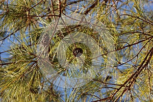 Pine tree branches with cones against blue sky.