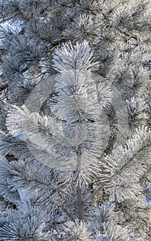 Pine Tree Branches Covered in Frost