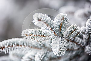 Pine tree branches covered frost in snowy atmosphere