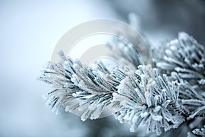 Pine tree branches covered frost in snowy atmosphere