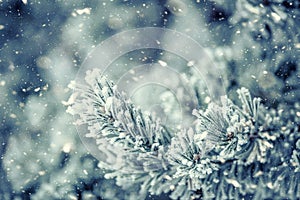 Pine tree branches covered frost in snowy atmosphere