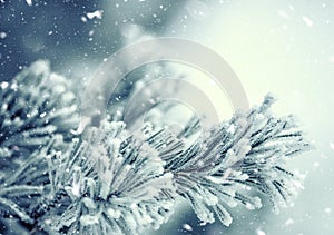 Pine tree branches covered frost in snowy atmosphere