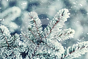 Pine tree branches covered frost in snowy atmosphere