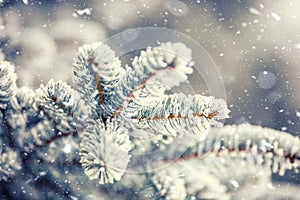 Pine tree branches covered frost in snowy atmosphere