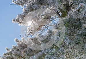 Pine Tree Branches Covered in Frost in Winter
