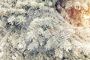 Pine tree branches covered with hoarfrost