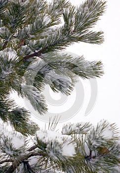 Pine Tree Branches Covered in Snow