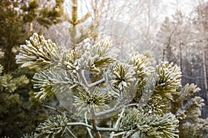 Pine tree branches covered with snow frost in cold tones.